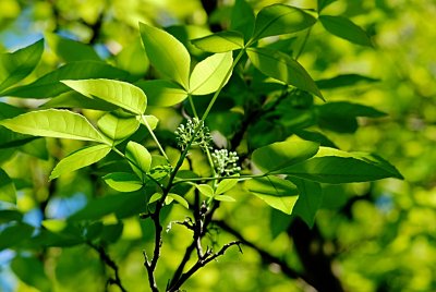 Ptelea trifoliata 'Aurea' - křídlatec trojlistý - větévka s listy a pučícím květenstvím